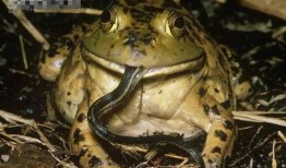 网红蛙卖崽吃瓜,揭秘网络红人的幕后生活